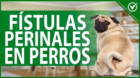 🐶 Fístulas Perianales En Perros Cómo Limpiarlas Síntomas Y