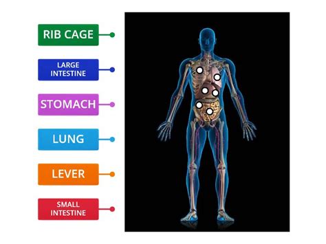 HUMAN BODY - Labelled diagram