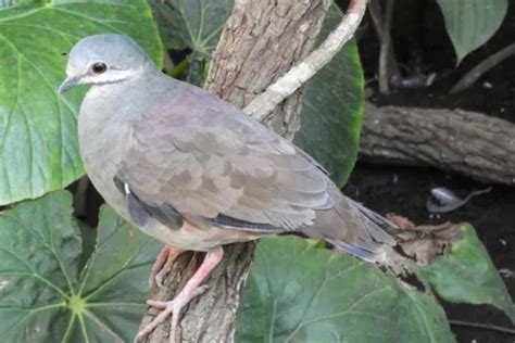 Conoces las especies endémicas que habitan en Veracruz Aquí te las