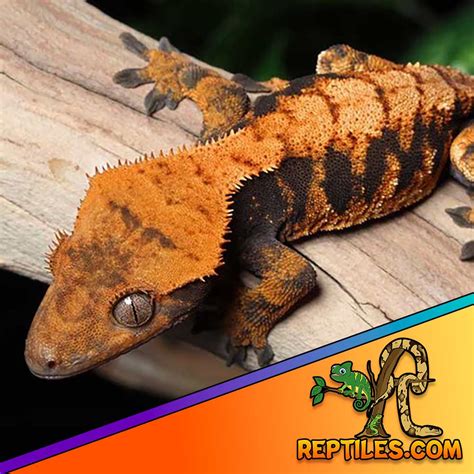 Tiger Crested Gecko For Sale Tiger Striped Crested Geckos, 41% OFF