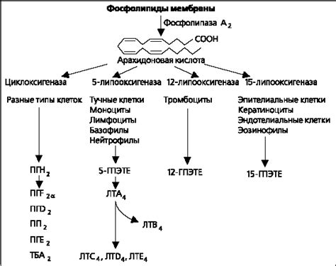 Рис. 2.3(allerg). Метаболизм арахидоновой кислоты