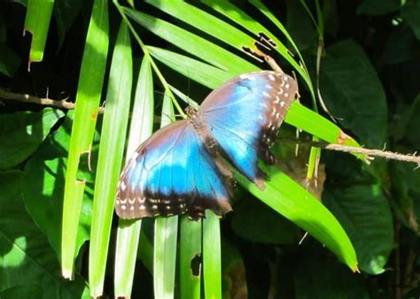 15 Blue Morpho Butterfly Facts Iridescent Gem Of Ecuador S Amazon All 24 Species