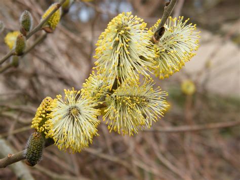 Flauschiger Geht Nicht Sal Weide Salix Caprea C In Flickr