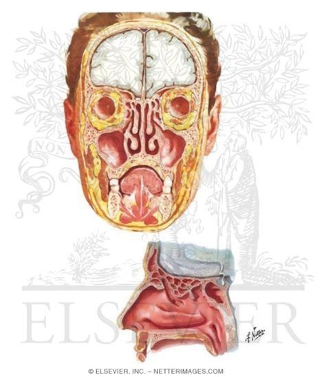 Paranasal Sinuses Coronal And Sagittal Sections