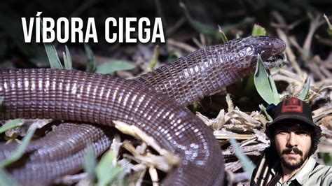 V Bora Ciega K Amphisbaena Sp Cobra De Duas Cabe As Uruguaia