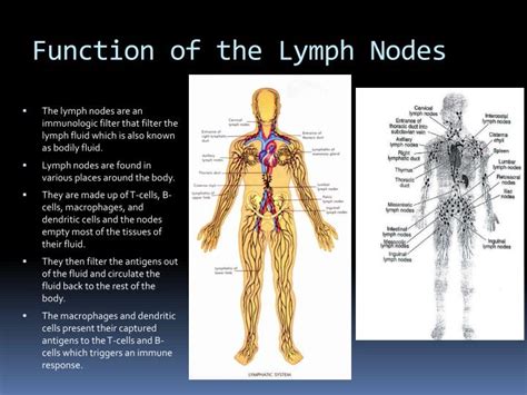 PPT Immune System PowerPoint Presentation ID 2140110