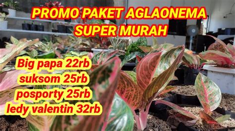 Promo Paket Aglaonema Super Murahsuksom Cuman An Youtube