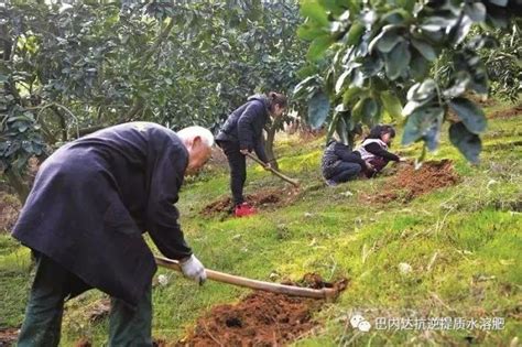 冬季果树什么时候施肥好？施肥注意事项及管理要点广而告之191农资人 农技社区服务平台