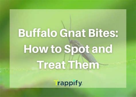 Buffalo Gnat Bites: How to Spot and Treat Them | Trappify