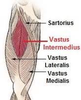 Vastus Intermedius Muscle