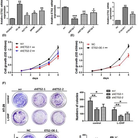 Celf1 Promotes Colorectal Cancer Crc Cell Epithelial To Mesenchymal