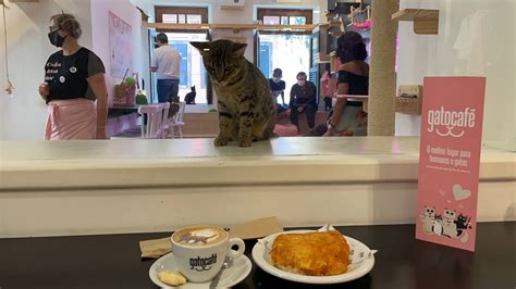 Tea or coffee, meow? Rio cafe combines lattes with cats | Daily Sabah