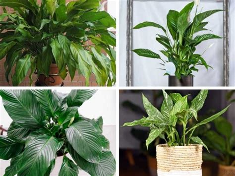 15 Different Peace Lily Varieties (Spathiphyllum Types) + Pictures