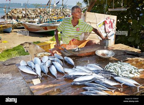 Sri Lanka Galle Fishermen Selling Fresh Fish In The Port Stock Photo