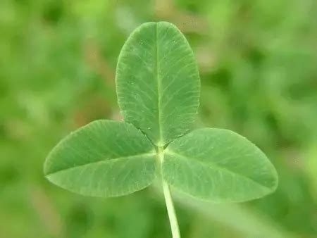 Difference between Shamrock and Clover - Difference.Guru