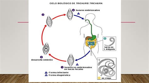 Ciclo Da Doença De Chagas