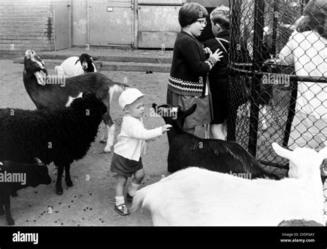 London Zoo in the 1960s. Children in a petting zoo with goats. Young