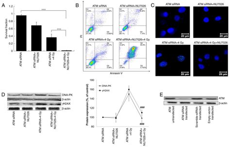 Inhibition Of Dna‑pk Activity Sensitizes A549 Cells To X‑ray