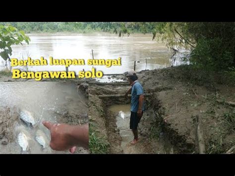 Berburu Ikan Di Bantaran Sungai Bengawan Solo Sehabis Meluap Youtube