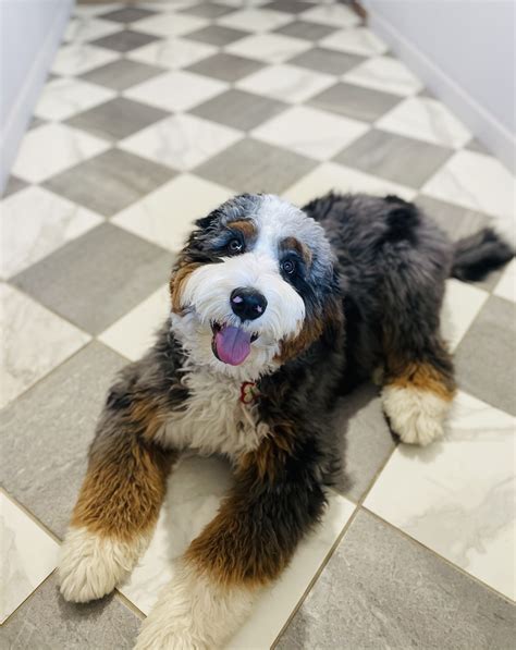 Our Previous Bernedoodle Puppies Namaste Bernedoodles