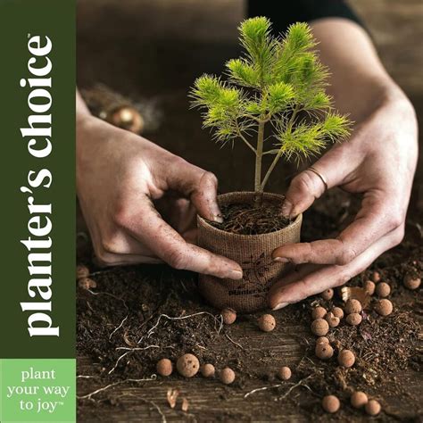 Planters Choice Bonsai Starter Kit Rocka Design™