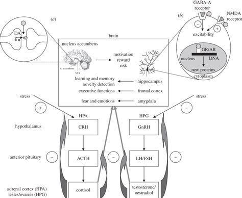 Schematic Representation Of The Hpa And Hpg Axes And Their Effects On Download Scientific