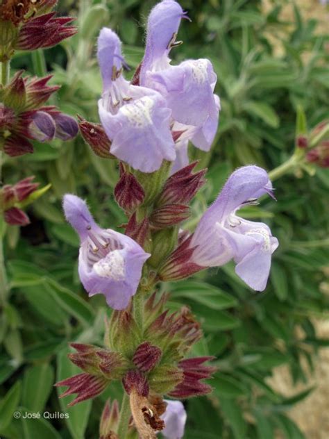 Salvia Lavandulifolia