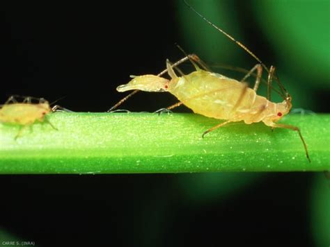 Hypp encyclopédie en protection des plantes