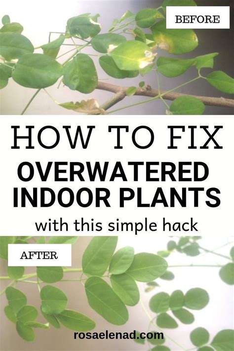 Indoor Plant Care Tips Fixing Overwatered Plants