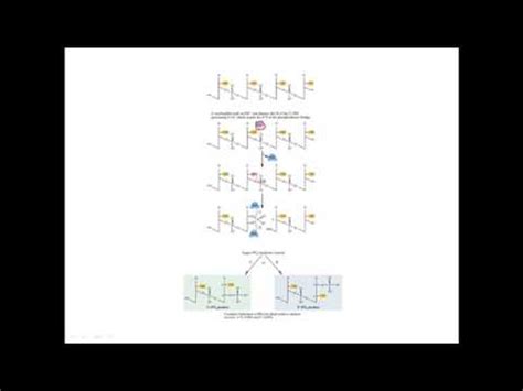 Rna Hydrolysis Youtube