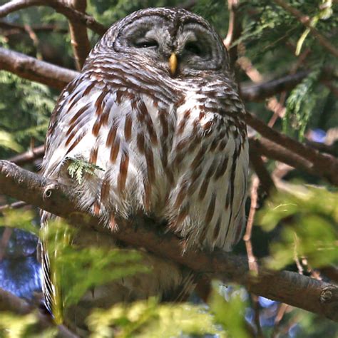 Owls On The Prowl A Skagit Valley Experience