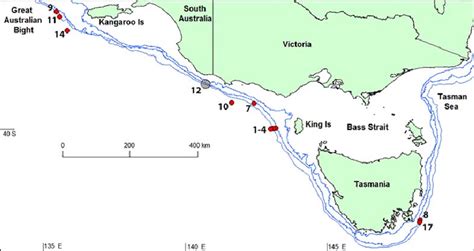 Shepherd S Beaked Whale T Shepherdi Sightings Around Southeastern