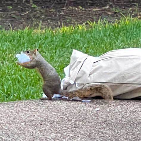 How To Keep Squirrels From Chewing Patio Cushions What Really Works