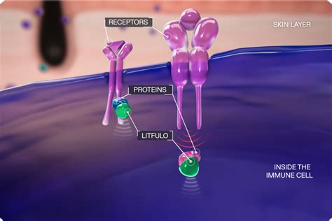 How LITFULO™ (ritlecitinib) Works | Safety Info