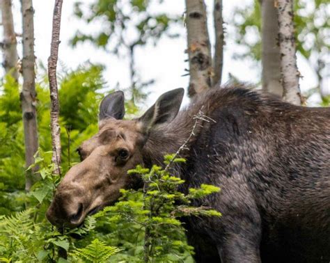 Unveiling Gaspesie National Park: A Complete Guide To The Jewel of The ...