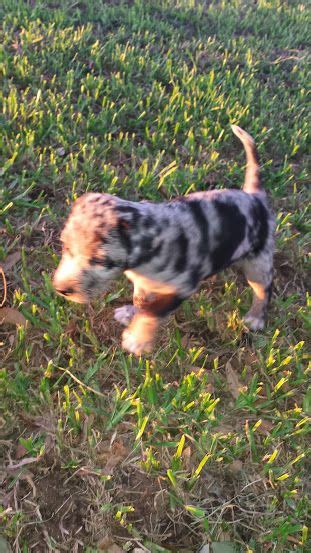 Blue Lacy Catahoula Cross Puppies For Sale Two Left Male And Female 200 5 Weeks