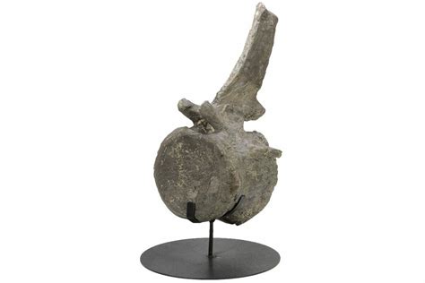 20.5" Sauropod (Camarasaurus) Caudal Vertebra - Absolutely Massive ...