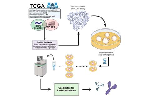 Growing Microtumors In A Dish Helps Rapidly Identify Genes That Drive