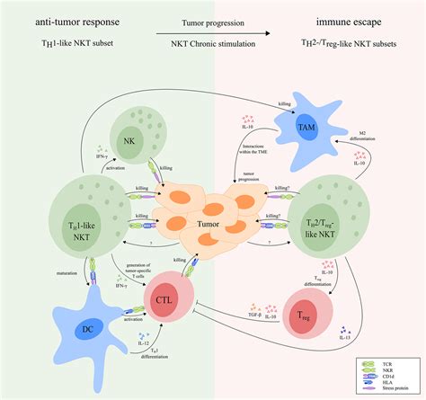 Differentiate Between Cd Tcel And Natural Killer Cell Yellowmyte