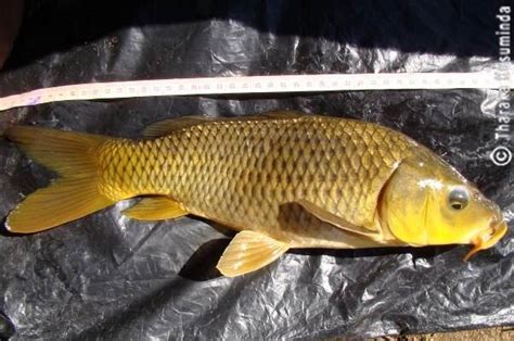 common carp cyprinus carpio  scientific diagram