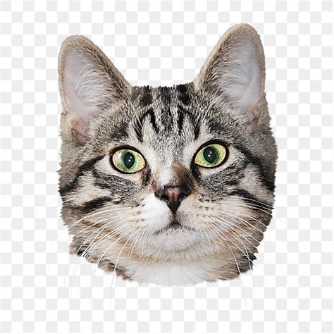 Tabby cat png sticker, transparent | Free PNG - rawpixel