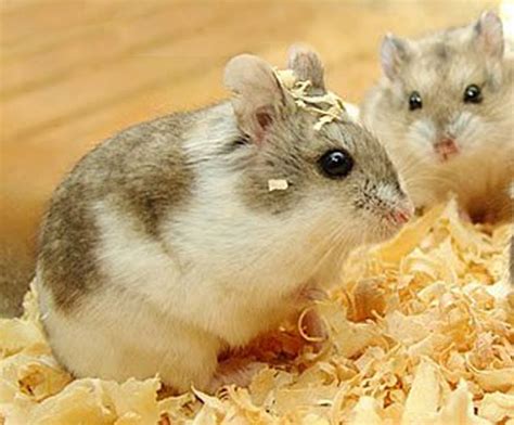 jenis  karakter hamster life   adventure