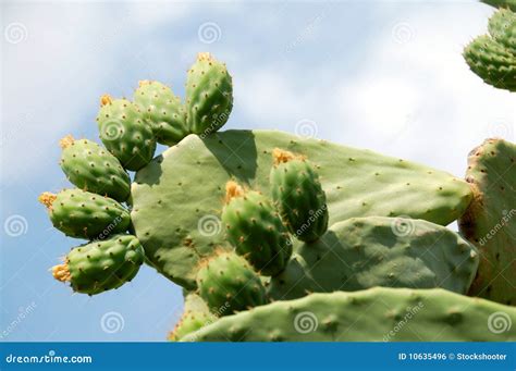 Edible Opuntia Cactus Plants Stock Photo - Image of cactus, arid: 10635496