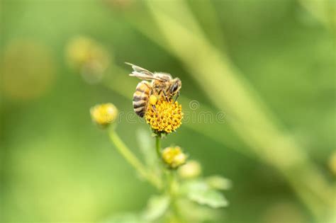 european honey bee stock photo image  closeup pollination