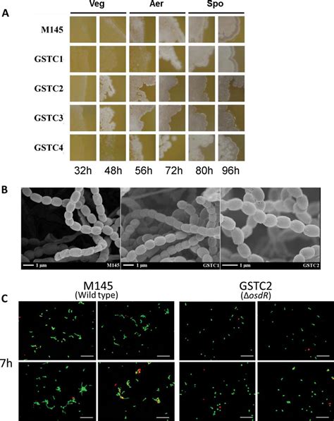 Phenotypic Analysis Of M145 OsdK And OsdR Null Mutants A The