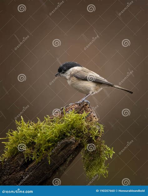 Marsh Tit Poecile Palustris Looking For Food In An Homemade Feeder