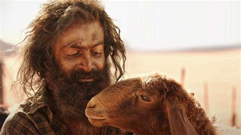 Aadujeevitham The Goat Life Box Office Collection Day 6 Prithviraj