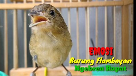 Burung Flamboyan Gacor Emosi Ngebren Rapat Nyerecet Cocok Buat