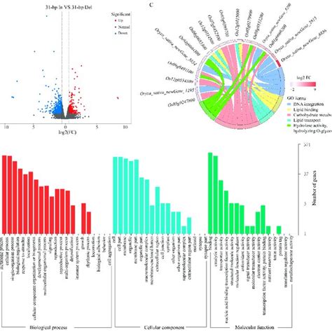 Distribution Of Degs And Functional Enrichment Analysis A Volcanic