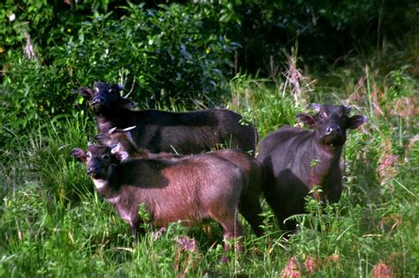 The Tamaraw - a symbol of resilience and conservation efforts - Fun In ...